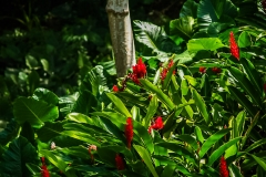 Puetro Rico, February 2007