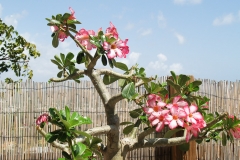 Puetro Rico, February 2007