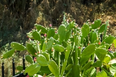 Puetro Rico, February 2007