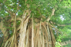 2009 Cruise Dominica