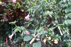 2009 Cruise Dominica