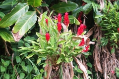 2009 Cruise Dominica