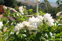 2007-09 Hearst Castle