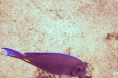 2010 Cozumel