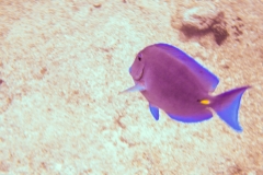 Cozumel
