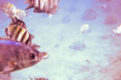 Cozumel