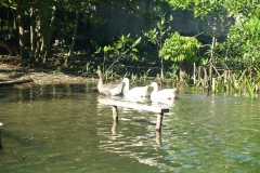 Guatamela