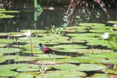 Guatamela