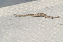 San Diego