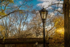 2011-12 New York City