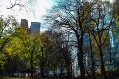 2011-12 New York City