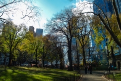 2011-12 New York City