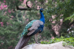 National Zoo