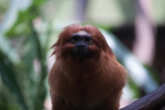 National Zoo