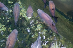 National Zoo