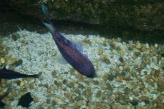 National Zoo