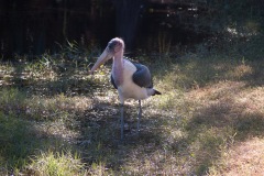 2012-11 Brevard Zoo