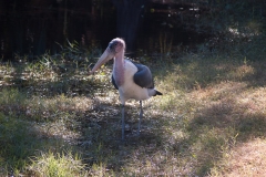 2012-11 Brevard Zoon