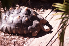 2012-11 Brevard Zoon