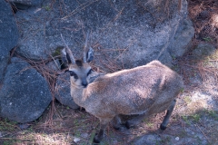 2012-11 Brevard Zoon