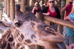 2012-11 Brevard Zoon