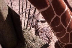 2012-11 Brevard Zoon