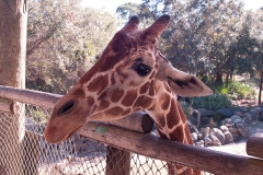 2012-11 Brevard Zoon