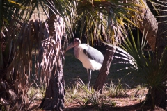 2012-11 Brevard Zoon