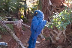 2012-11 Brevard Zoon