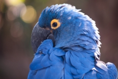 2012-11 Brevard Zoon