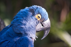 2012-11 Brevard Zoon