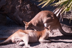 2012-11 Brevard Zoon