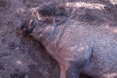 2012-11 Brevard Zoon