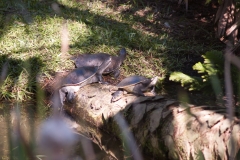 2012-11 Brevard Zoon