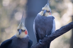 2012-11 Brevard Zoon