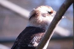 2012-11 Brevard Zoon