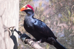 2012-11 Brevard Zoon