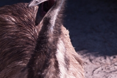 2012-11 Brevard Zoon