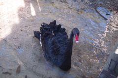 2012-11 Brevard Zoon