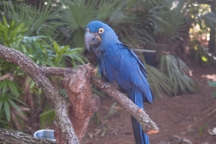 2012-11 Brevard Zoon