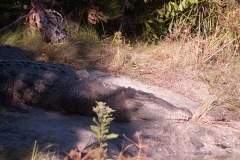 2012-11 Brevard Zoon