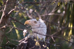 2012-11 Brevard Zoon