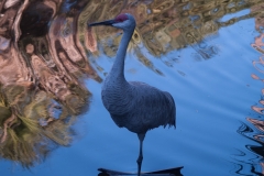 2012-11 Brevard Zoon