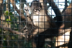 2012-11 Brevard Zoon