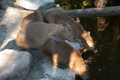 2012-11 Brevard Zoon