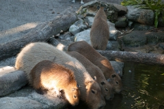 2012-11 Brevard Zoon