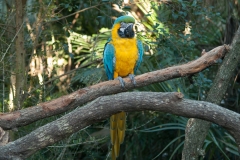 2012-11 Brevard Zoon