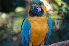 2012-11 Brevard Zoon