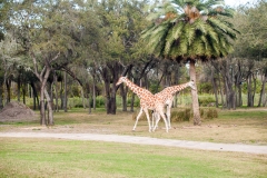 2013-12-11 WDW Christmas