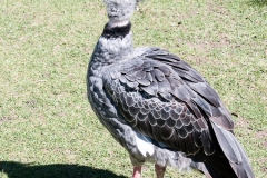 Buesnos Aires Zoo